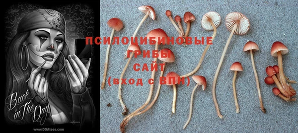прущие грибы Наволоки